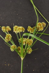 Cyperus entrerianus