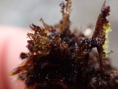 Marsupella sphacelata