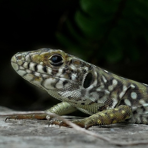 Sierra Nevada Ocellated Lizard, photo 4 of 10