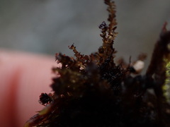 Marsupella sphacelata