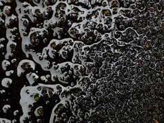 Marsupella sphacelata