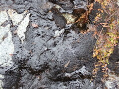 Marsupella sphacelata