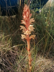Orobanche kochii