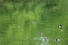 Gallinula chloropus