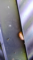 Ambigolimax valentianus