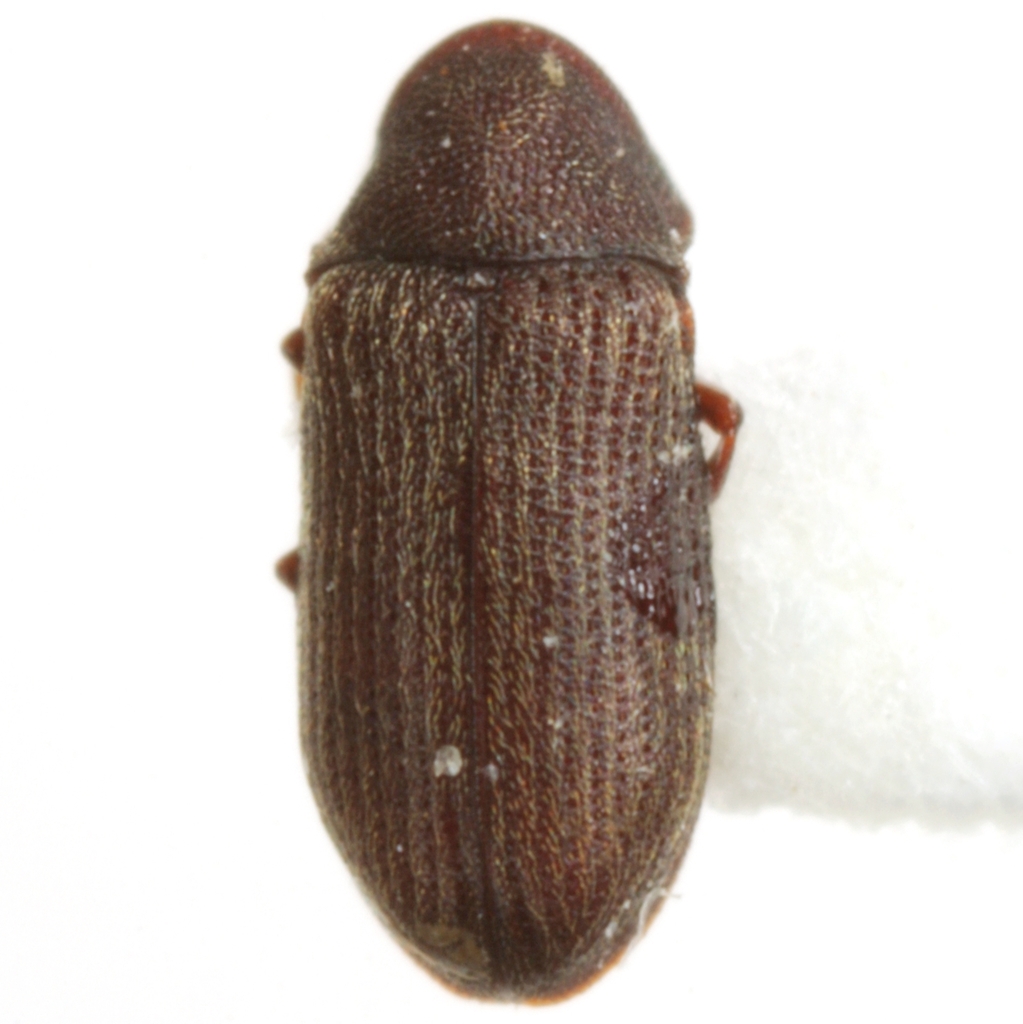 Petalium alaseriatum