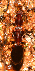 Cymindis limbata
