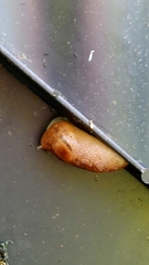 Ambigolimax valentianus