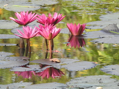 Nymphaea pubescens