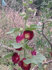 Alcea rugosa