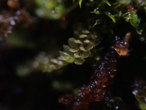Narrow-leaved Earwort (Scapania gymnostomophila)