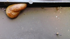 Ambigolimax valentianus