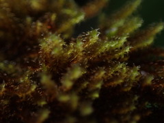 Campylophyllum halleri