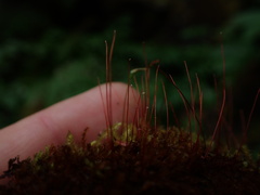 Campylophyllum halleri