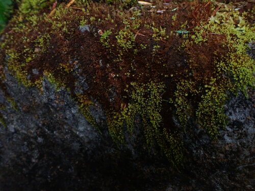 Image of Campylophyllum halleri by no rights reserved