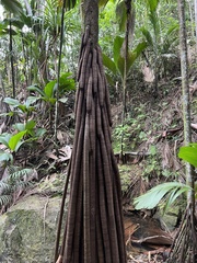 Martellidendron hornei