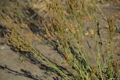 Rumex papillaris
