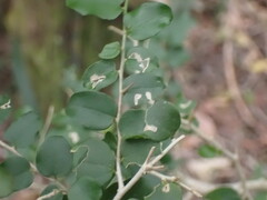 Dovyalis rhamnoides
