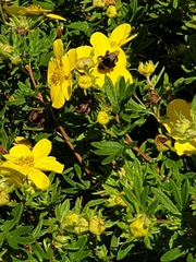 Bombus humilis