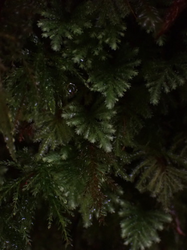Image of Hypopterygium flavolimbatum by no rights reserved