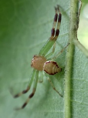 Massuria bellula
