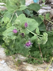 Arctium × nothum