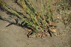 Rumex papillaris