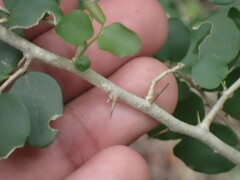 Dovyalis rhamnoides