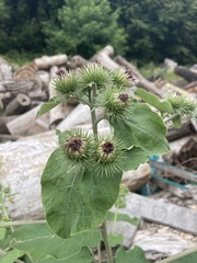 Arctium × nothum