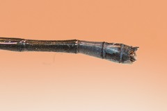 Coenagrion caerulescens