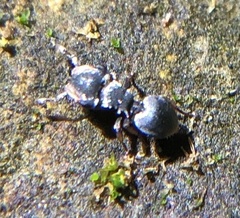 Cephalotes pusillus