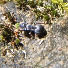 Cephalotes pusillus