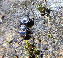 Cephalotes pusillus