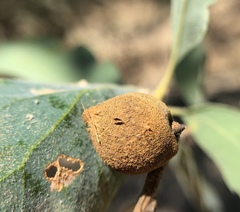 Disholcaspis simulata