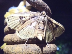 Compacta hirtalis