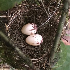 Thamnophilus amazonicus