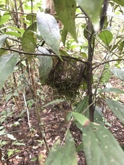 Thamnophilus amazonicus