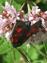 Zygaena viciae