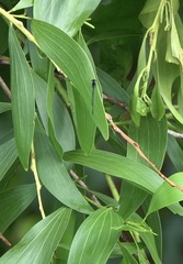 Onychargia atrocyana