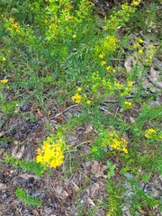 Hypericum brachyphyllum