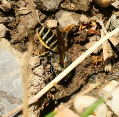Megachile ericetorum