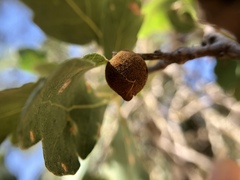 Disholcaspis simulata