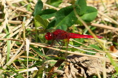 Crocothemis erythraea