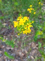 Hypericum brachyphyllum