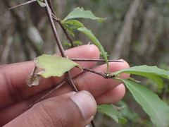 Gymnosporia nemorosa