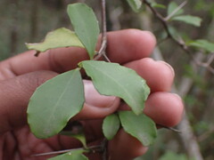 Gymnosporia nemorosa