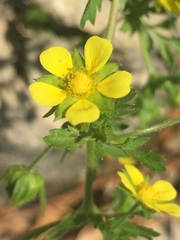 Potentilla