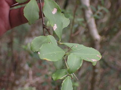 Gymnosporia nemorosa