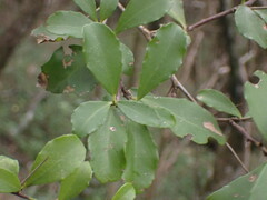 Gymnosporia nemorosa