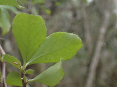 Gymnosporia nemorosa